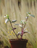 Tradescantia tricolor - misère tricolor