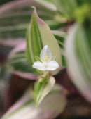 Tradescantia tricolor - misère tricolor