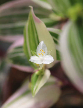 Tradescantia tricolor - misère tricolor