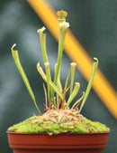 DUO - Sarracenia farnhamii et Drosera aliciae