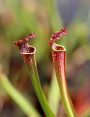 DUO - Sarracenia farnhamii et Drosera aliciae