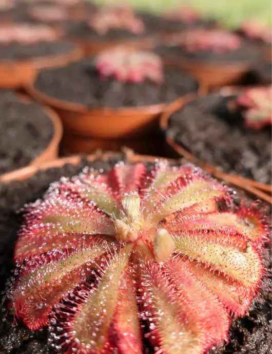 DUO - Sarracenia farnhamii et Drosera aliciae