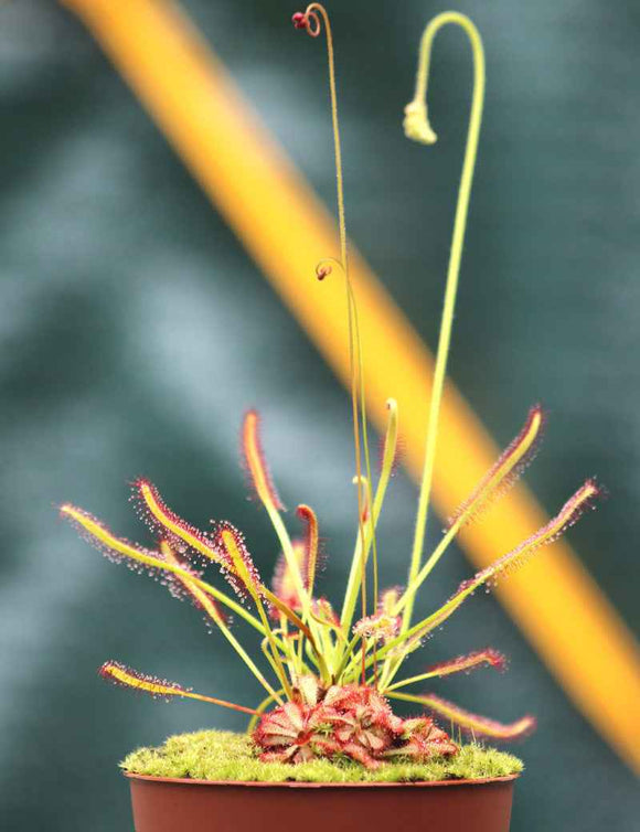 DUO - Drosera capensis et Drosera Aliciae