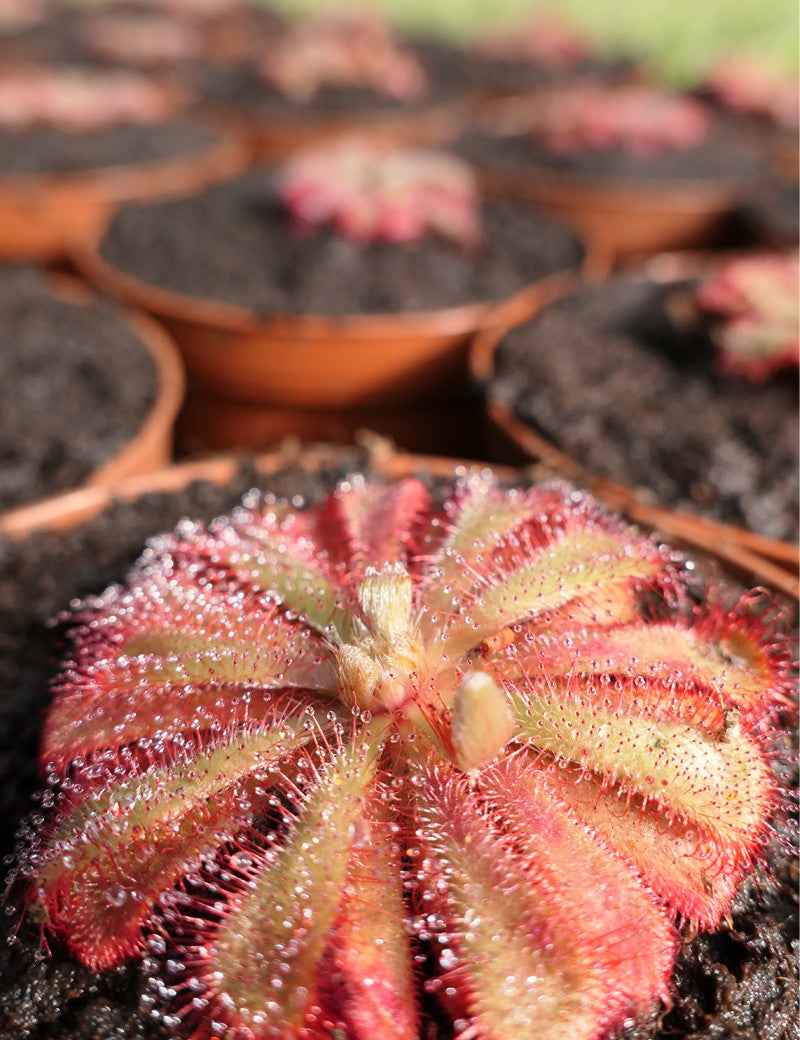 DUO - Drosera capensis et Drosera Aliciae