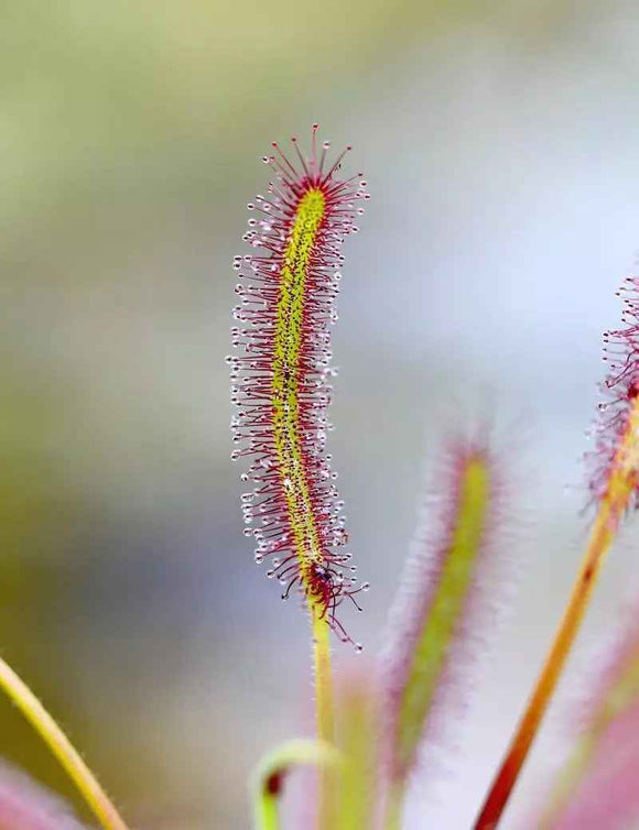 DUO - Drosera capensis et Drosera Aliciae