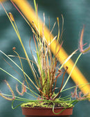 DUO - Drosera binata et Xyris sp.