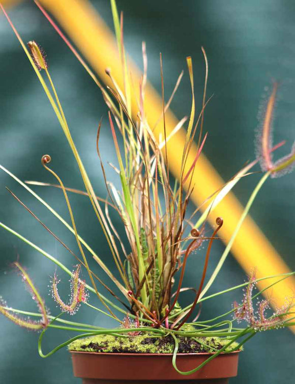 DUO - Drosera binata et Xyris sp.