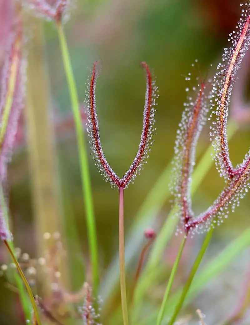 DUO - Drosera binata et Xyris sp.