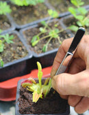 Pince de rempotage - 14cm