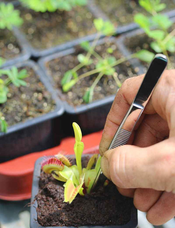 Pince de rempotage - 14cm