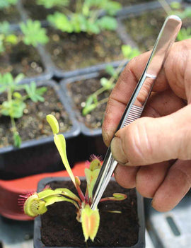 Pince de rempotage - 14cm