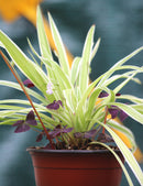 DUO - Oxalis et Chlorophytum