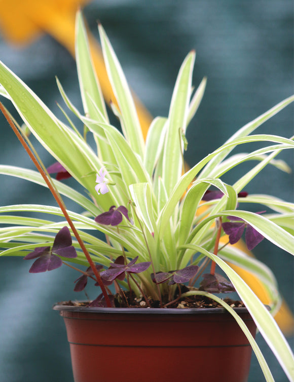 DUO - Oxalis et Chlorophytum