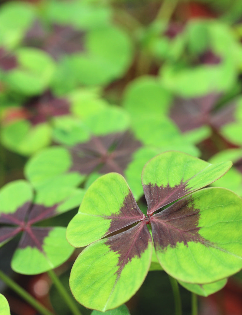 DUO - Oxalis et Chlorophytum
