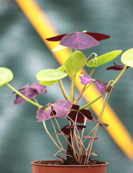 DUO - Pilea et Oxalis