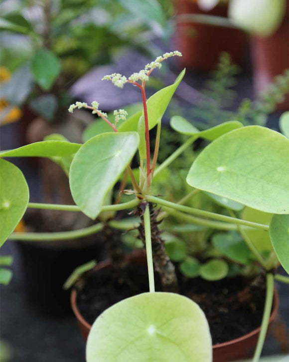 DUO - Pilea et Oxalis