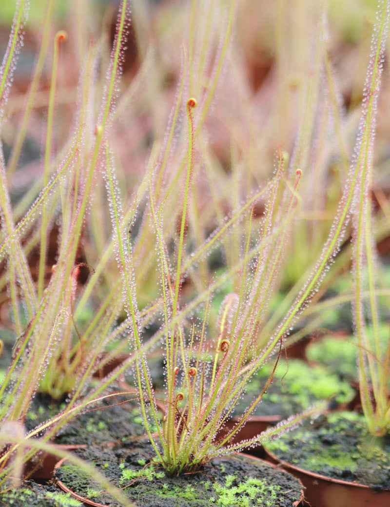 Graines de Drosera filiformis rouge