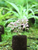 Hypoeste rose raciné en xaxim