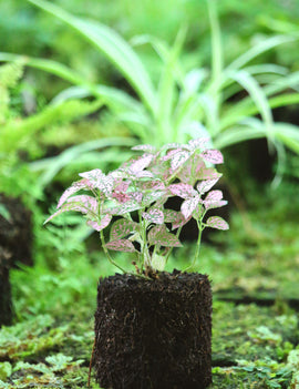 Hypoeste rose raciné en xaxim