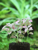 Hypoeste rose raciné en xaxim