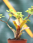 DUO - Neoregelia et Plecthranthus