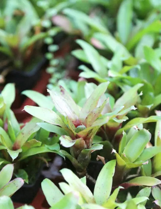 DUO - Neoregelia et Plecthranthus
