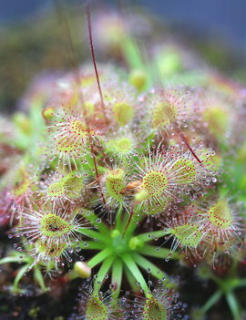 Drosera omissa