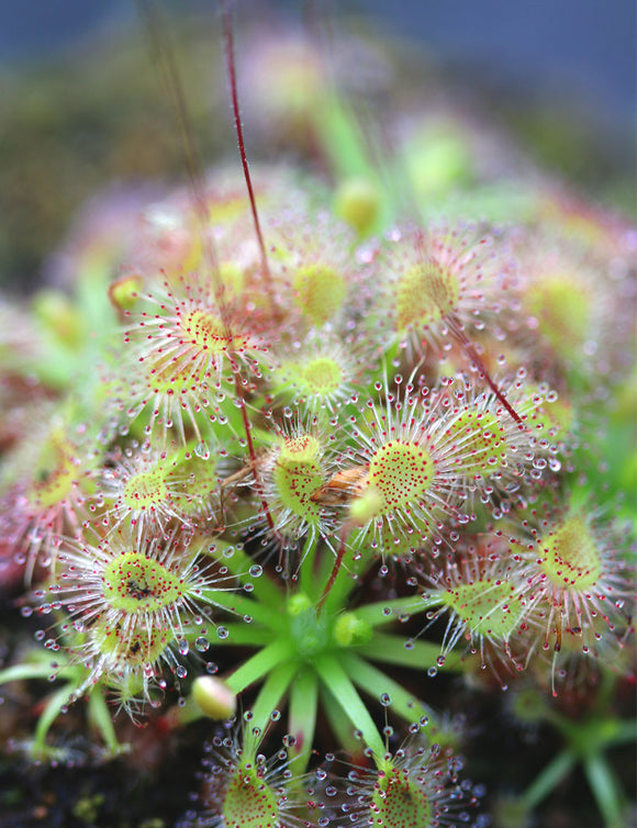 Drosera omissa