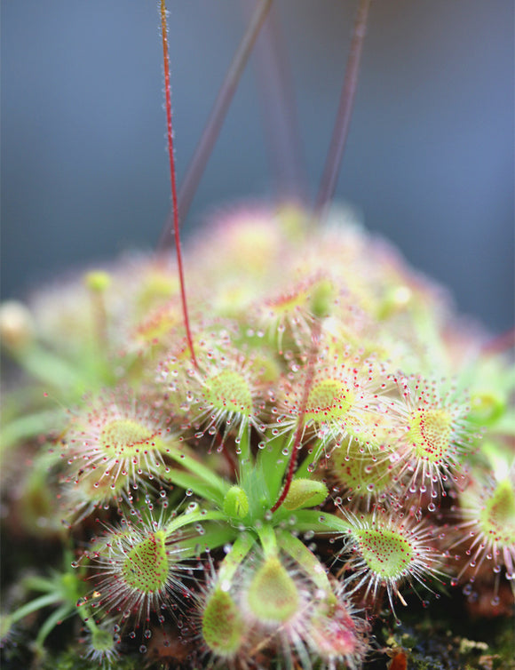 Drosera omissa