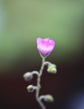 Drosera omissa