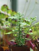 Plectranthus venteri