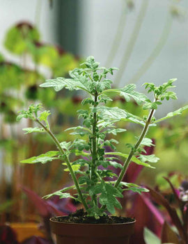 Plectranthus venteri