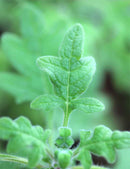 Plectranthus venteri