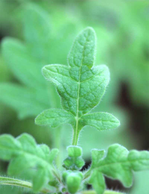 Plectranthus venteri