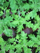 Plectranthus venteri