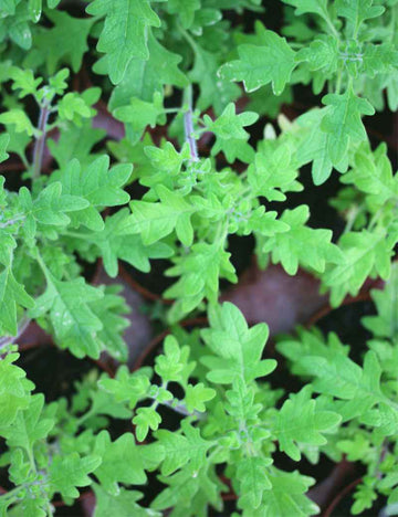 Plectranthus venteri