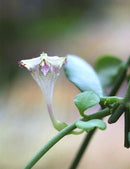 Ceropegia Sandersonii