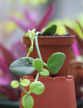 Ceropegia Sandersonii