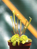 DUO - Sarracenia Flave et Dionaea Green Sawtooth