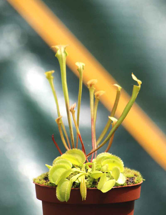 DUO - Sarracenia Flave et Dionaea Green Sawtooth
