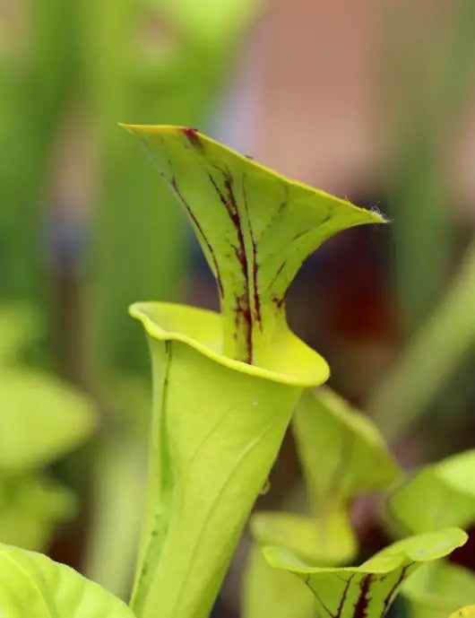 DUO - Sarracenia Flave et Dionaea Green Sawtooth