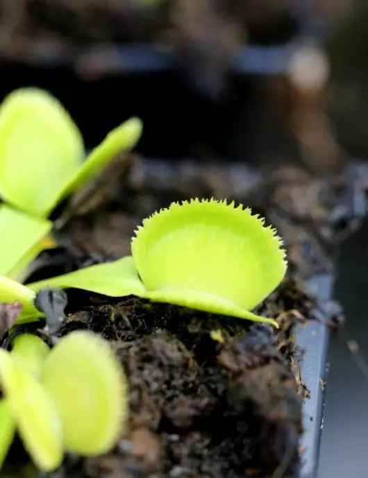 DUO - Sarracenia Flave et Dionaea Green Sawtooth