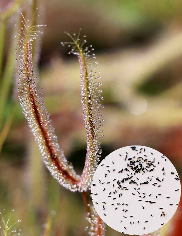 Graines de Drosera binata "cuivrée"