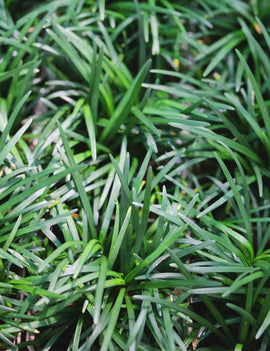 Ophiopogon japonicus nanus