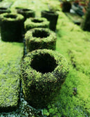 Pot en xaxim en culture