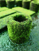 Pot en xaxim en culture