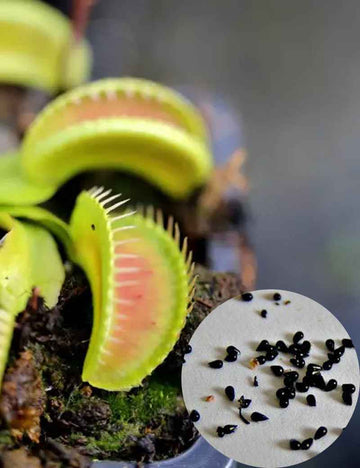 Graines de Dionaea Alien