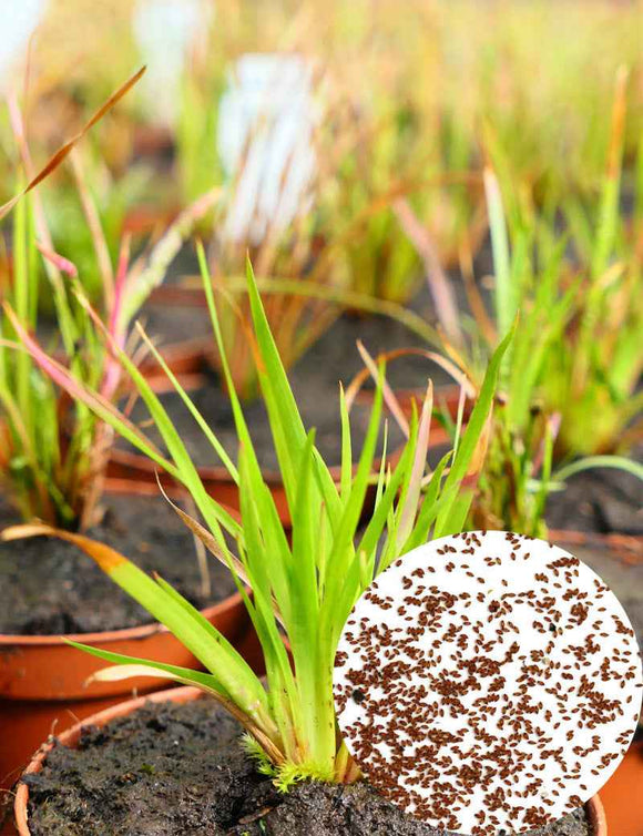 Graines de Xyris sp.