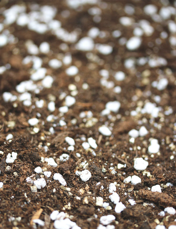 Substrat spécial fougère