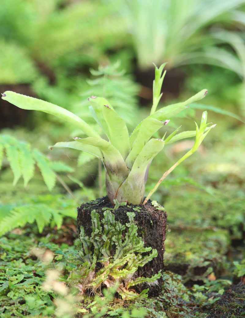 Neoregelia Gavionensis raciné en xaxim